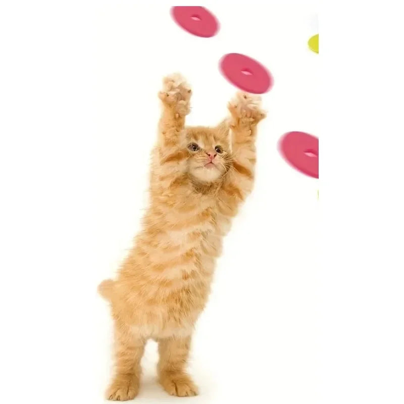 Gioco interattivo per gatti